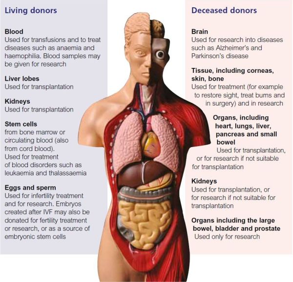 Types of donation diagram