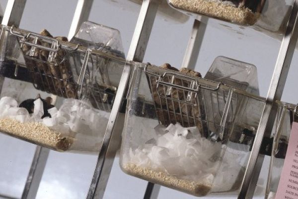 Mouse cages from Understanding Animal Research library