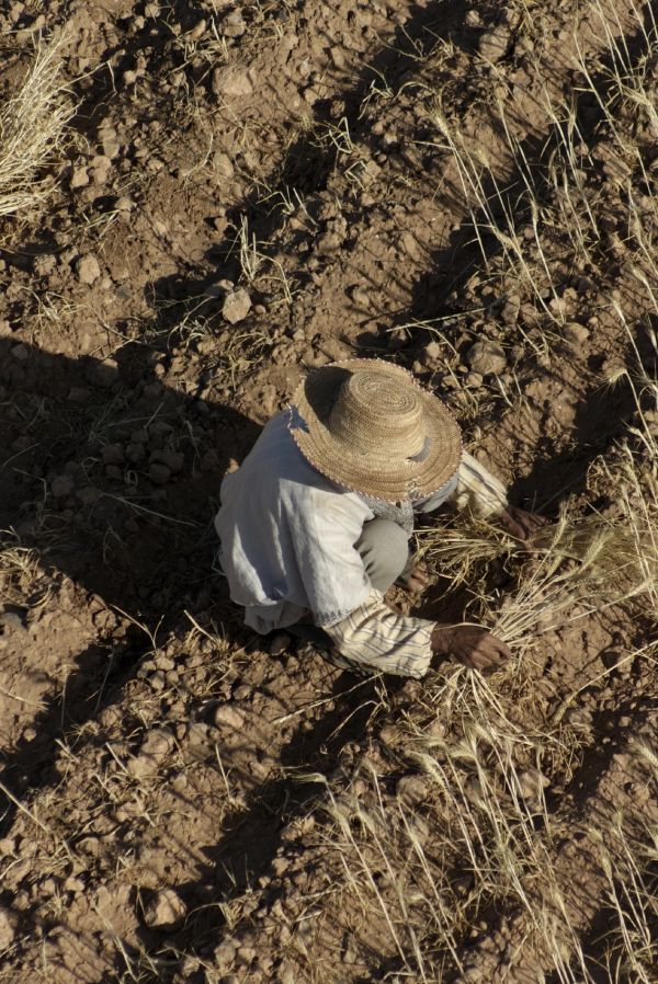 Farming the land