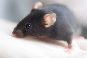 Black mouse close up